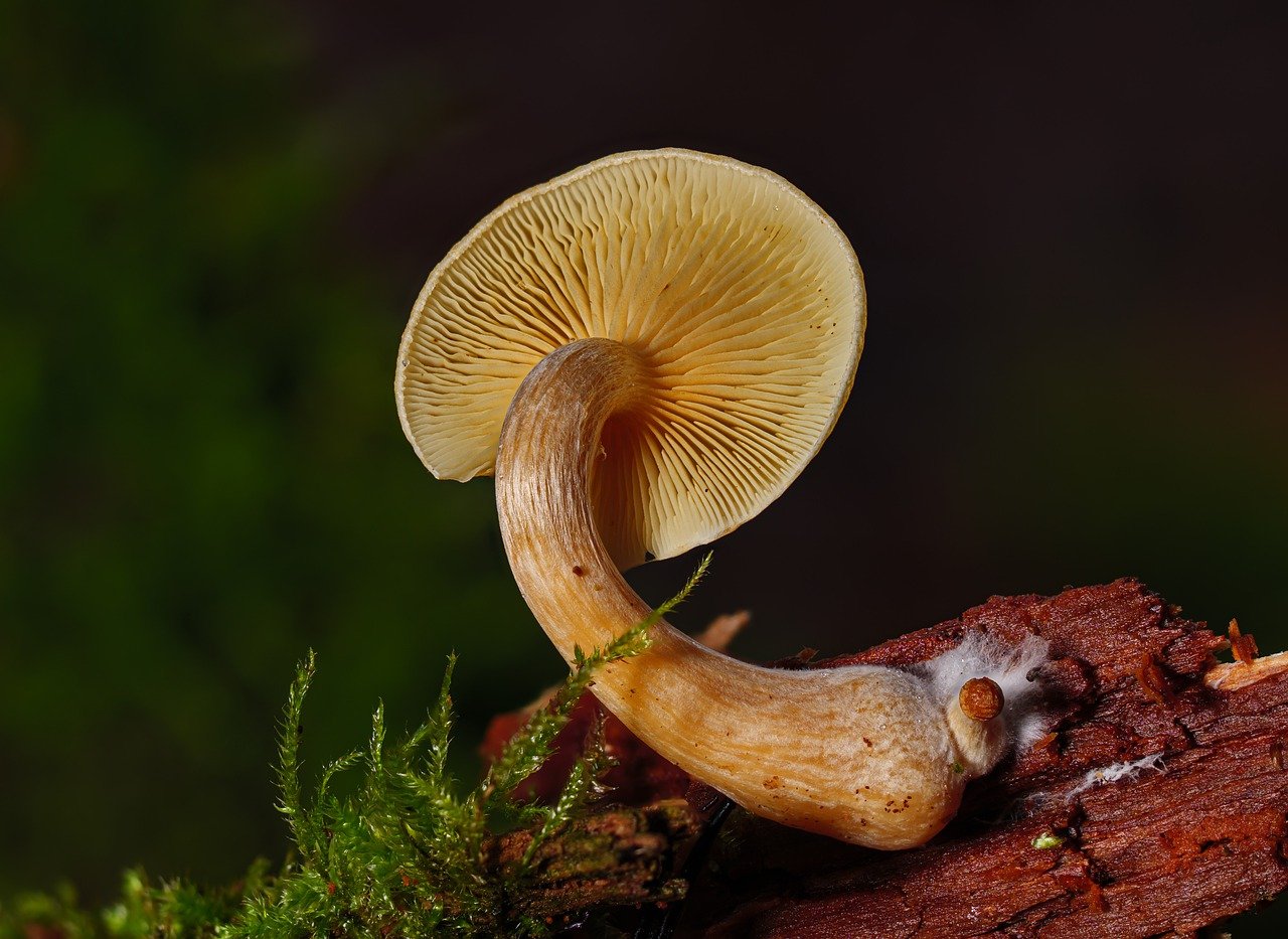 An Overview of the Alacabenzi Strain – Essential Knowledge for Users Prior to Their Initial Dose
