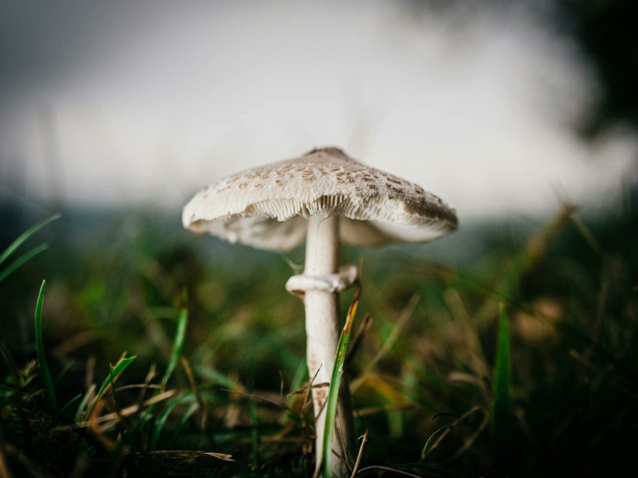 What Foods Can You Combine with White Monster Magic Mushrooms for a Boosted Effect?