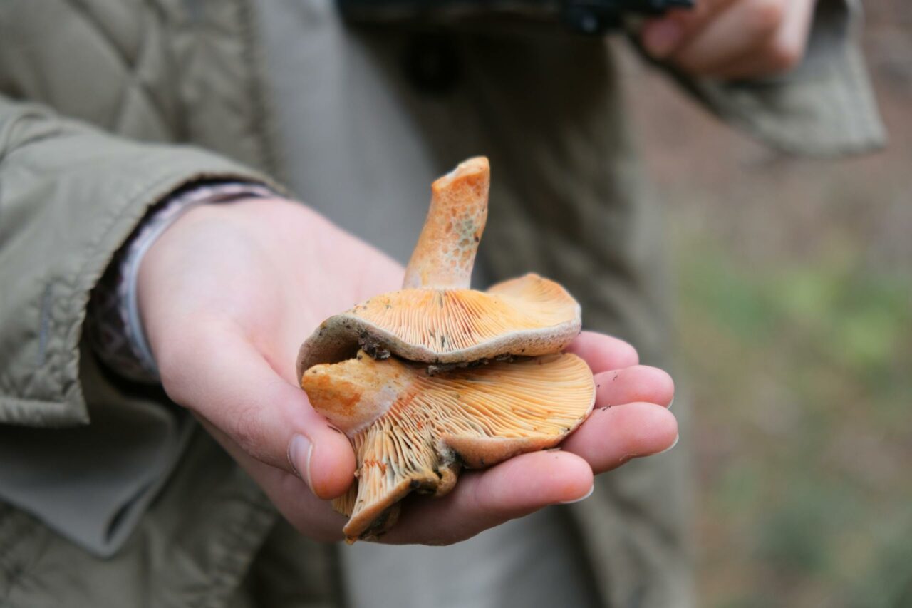 The Reasons Apex Strain Mushroom Will Forever Remain in My Self-Care Arsenal