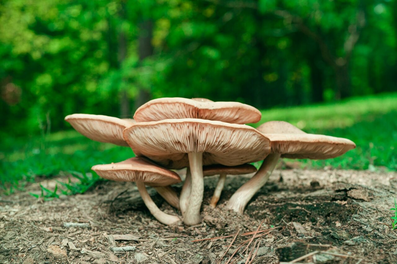 Experienced the Big Daddy Mushroom during a Hike—Unquestionably a 10/10, Highly Recommend Repeating