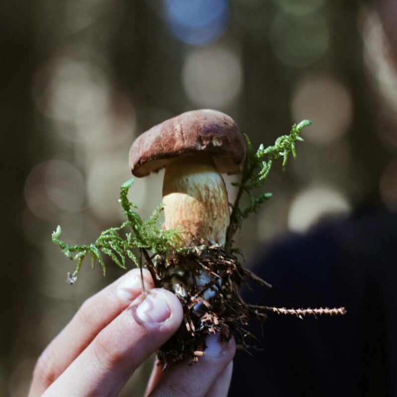 Buy Shrooms | Schedule35 Canada