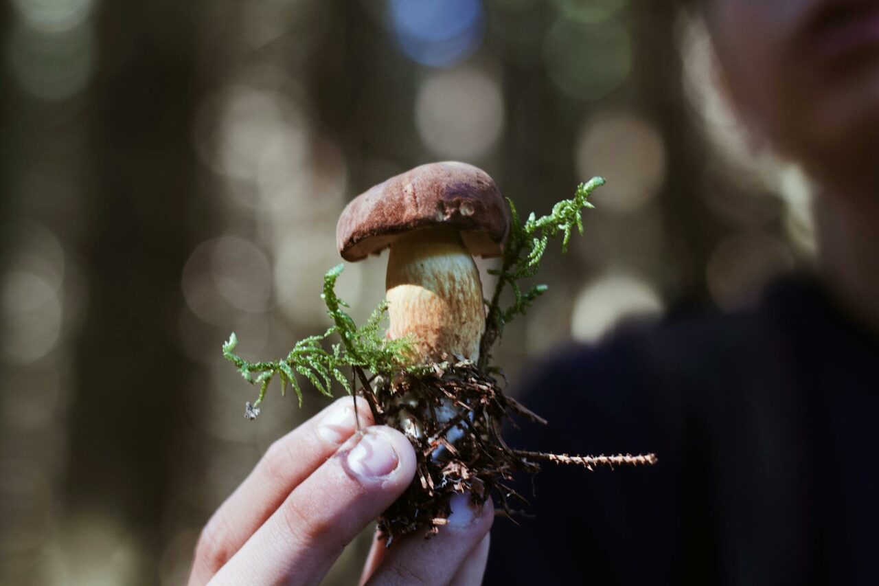 Are You Considering Buying Mushrooms Online? A Retiree Wishes He Had Tried Psilocybin 45 Years Earlier
