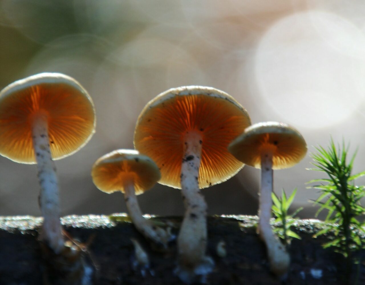 How Delivery of Magic Mushrooms Transformed My Trip Experience (for the Better)