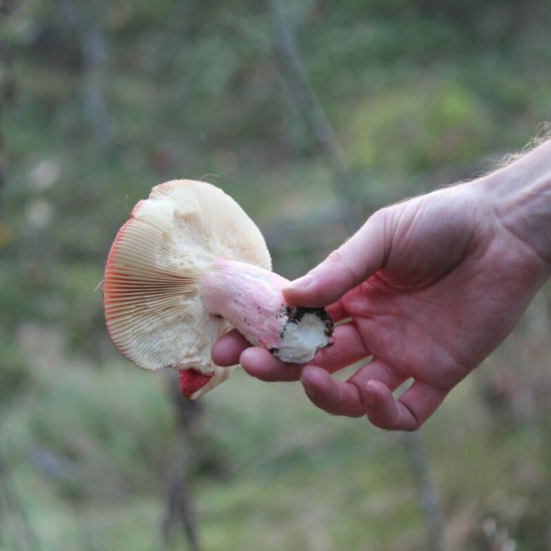 Magic Mushroom Delivery | Schedule35 Canada