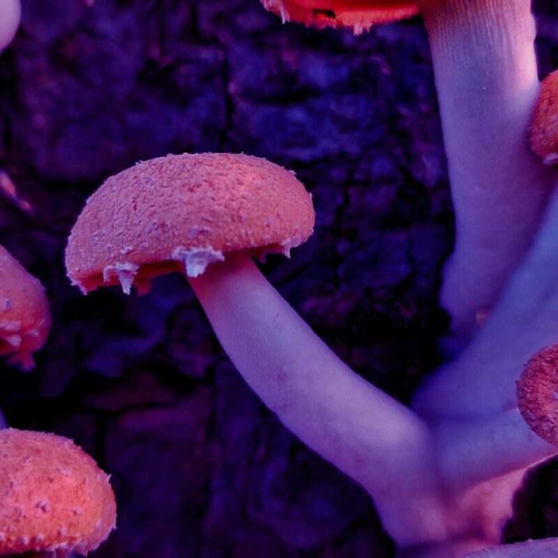 Mushroom Dispensary | Schedule35 Canada