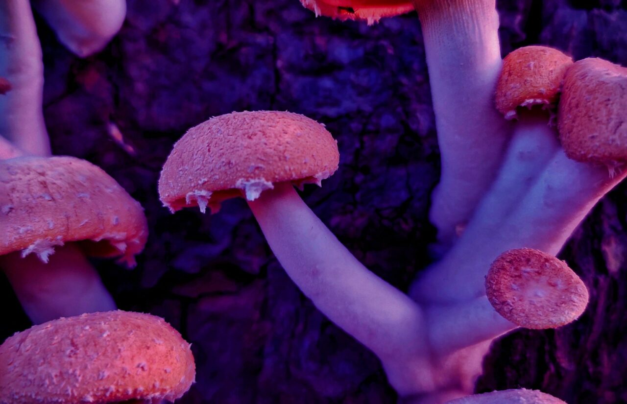 How Psilocybin Extracted from Mushrooms Could Transform Minds Burdened by HIV-Related Stigma