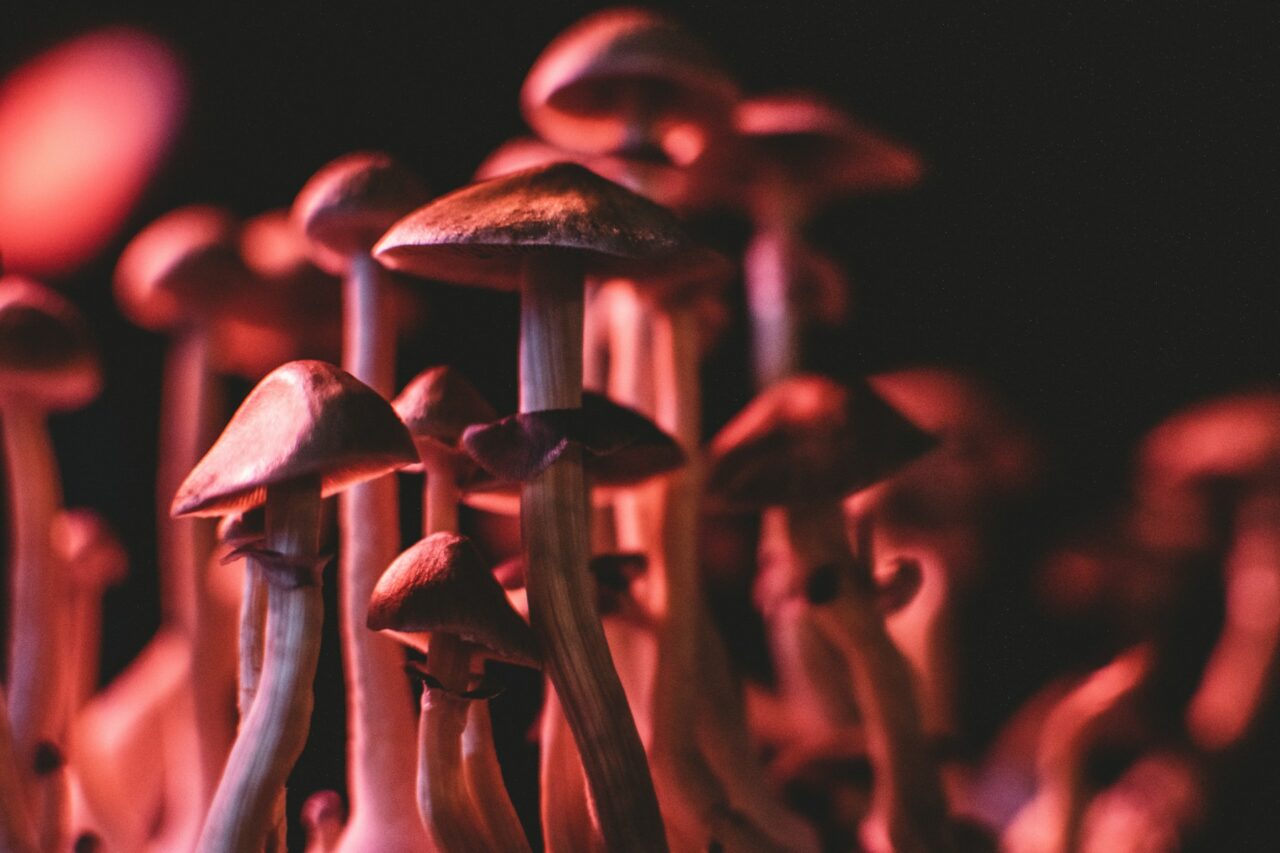 Is it Possible for Psilocybin Mushrooms in Canada to Correct Serotonin Levels in Anorexia Patients? Here’s What Studies Indicate