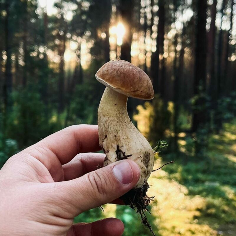 Shrooms Delivery Canada | Schedule35 Canada